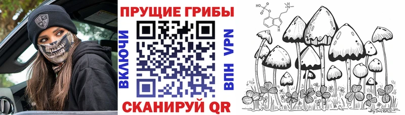 Псилоцибиновые грибы Psilocybine cubensis  Купить закладки  Камызяк 